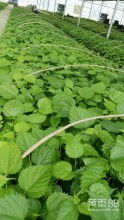 攀枝花開處，銳華添錦繡——聚焦農業新生態的佼佼者