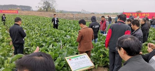 2019優質果蔬酵素種養殖觀摩會 綠色農業新成果亮相南寧現代新農業基地