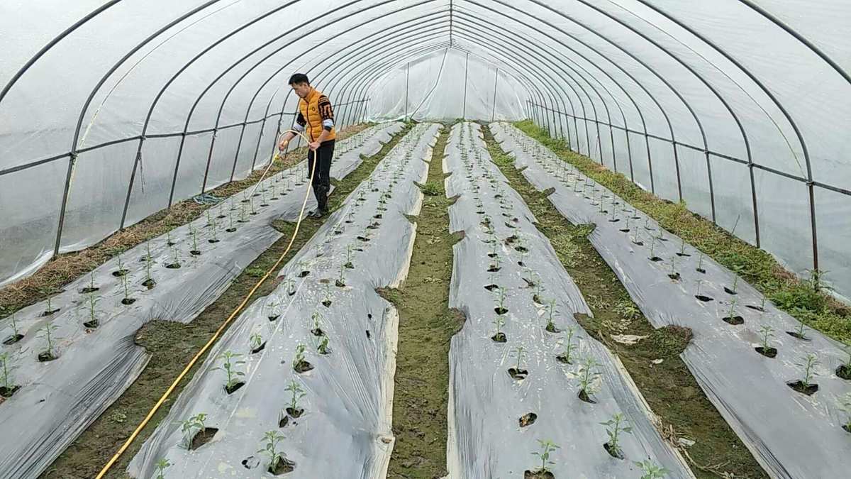海金剛碳能肥助力農業新篇章 瀏陽市春友農業科技成功合作推動種植技術升級