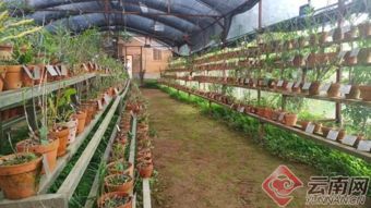 云南瑞麗嶺瑞農業精準扶貧112戶貧困戶 走農業技術開發致富路